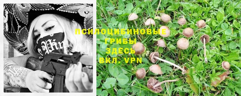 Псилоцибиновые грибы Psilocybe  Дмитровск 